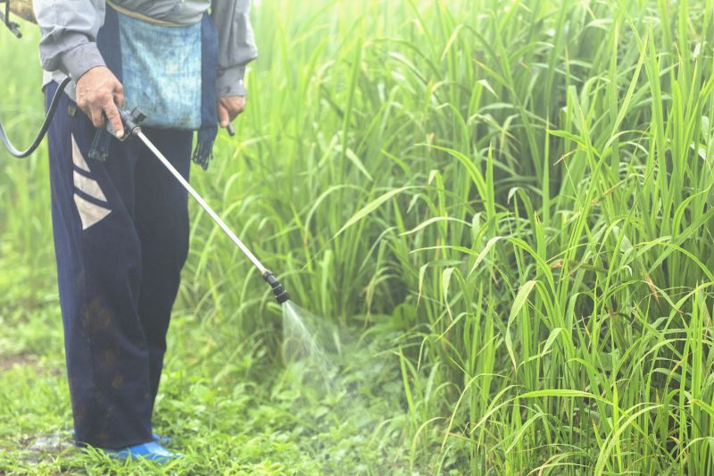 Weed Control Service in Aiken, SC