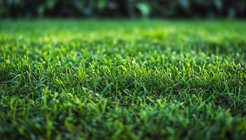 Lawn Replacement in Aiken, SC