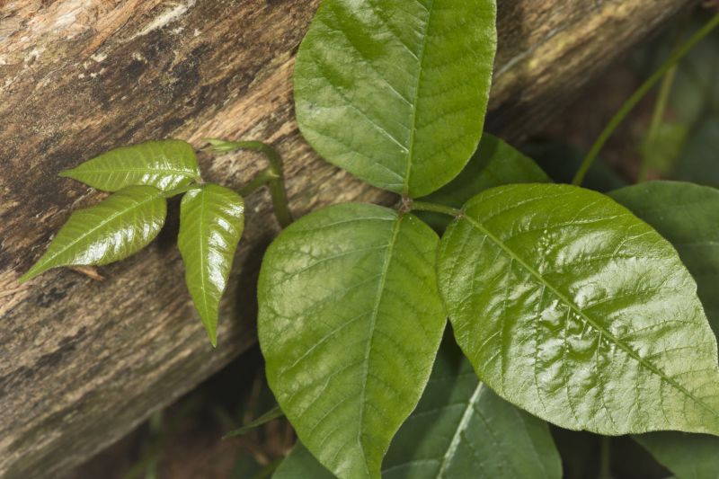 Poison Oak Removal in Harford County, MD