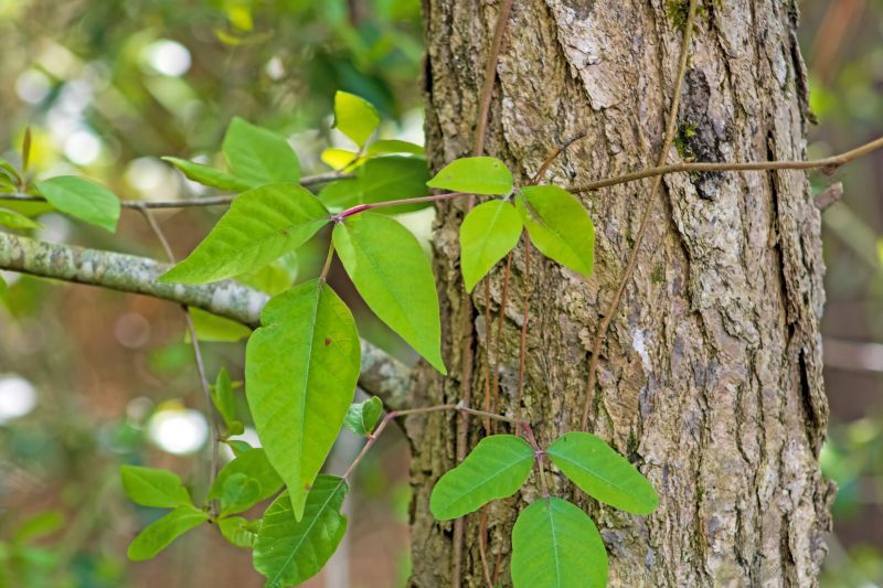 Poison Oak Removal in Lancaster, PA