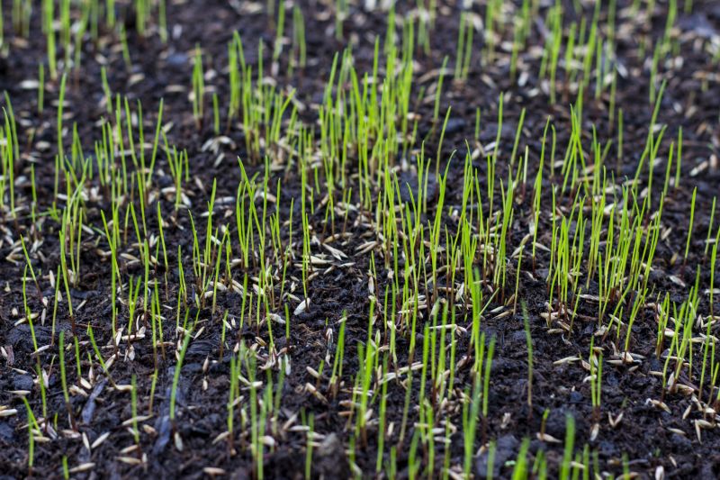 Spring Lawn Overseeding in Honolulu, HI