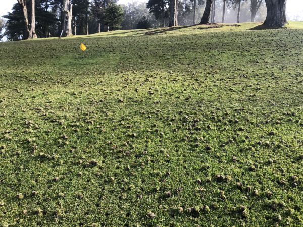 Lawn Core Aeration - Lawn Core Aeration Summerville, South Carolina
